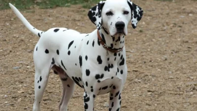Are Dalmatians Mean