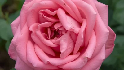 What Do Pink Roses Mean